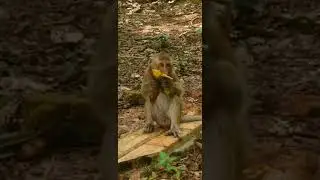 The happiest wild monkey family in the forest came to eat fruit #subscribe #shortvideo #babyanimal