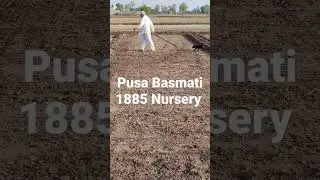 Pusa Basmati 1885 Nursery