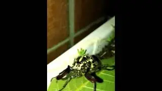 Polyphylla fullo scarabeo dei pini