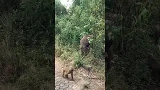 #nature #wildlife #animals #mating