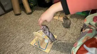 My smart pet rats Chickpea (black) and Crumb (gray) playing vs basketball!
