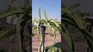 🌵🌵💪 hard work  #trailer #music #agriculture #new #kgf