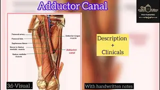 Adductor canal in just 6 minutes ✌️|#anatomy #anatomymadeeasy #lowerlimbanatomy #medicalstudent