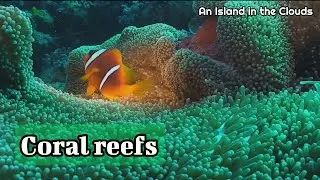 Coral Reefs - Music Video 