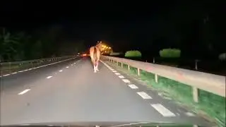 Maurice Info - Un cheval au trot sur la nouvelle route  [08-01-2026]