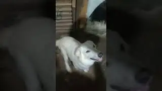 excited kumain #petsofyoutube #pets #petslover #doglovers #dogsoftiktok #petsofworld