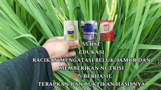 55 HST - MENCEGAH BELUK,JAMUR  DAN MEMBERIKAN NUTRISI#sahabattaninusantara #beluk #jamur