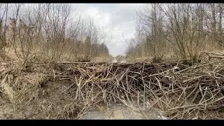 Beaver Dam Removal ||  FULL CANAL OF THE WATER!