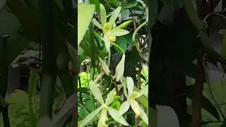 100 % successful vanilla flowers pollination. Free Tutorial. Feel happy to watch.