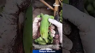 Peeling green bananas: preparing a tropical treat