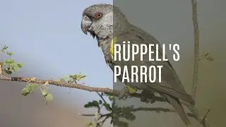 R&uuml;ppell's parrot (Poicephalus Rueppelli)