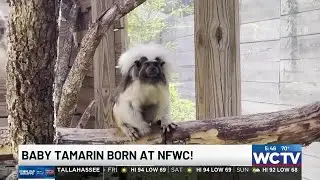 North Florida Wildlife Center celebrates birth of rare baby Tamarin