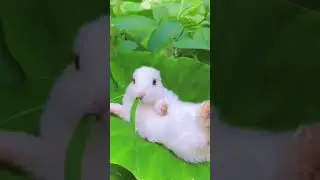 # cute bunny 🐇🐰