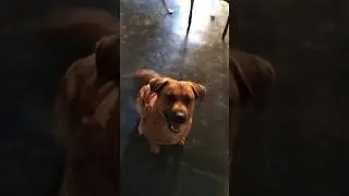 Un perro obediente