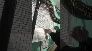 Day 5 learning harp! Lavender&rsquo;s Blue                         #harp #music #lavender #beginner #day5