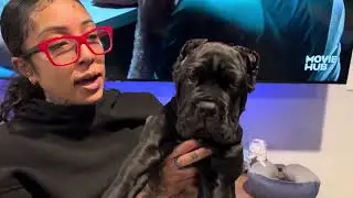 10 weeks old Cane Corso Puppy | Battle Crop Ear Cropping