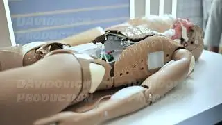 Medical training mannequin showing internal systems for student education and simulation