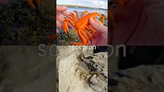 Bug Insect Names for Kids to Learn at the Harbour: Scorpion Grasshopper Millipede Katydid Centipede