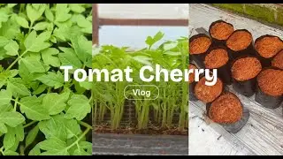 Update persiapan tanam tomat Cherry hidroponik 🍅