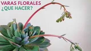 suculentas las varas florales que debes hacer con las flores suculentas donsuculento