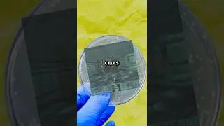 The 600 Year DOOM game played on Bacteria&hellip;