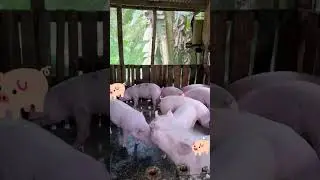 pig farm#pigfeed #animals #shortvideo #goviral