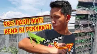 CEK CIRI IGUANA YANG SAKIT! 90% IGUANA SAKIT DIKARENAKAN INI!