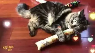 Meet Pixie: Certified Kick Stix Addict 😻