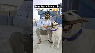 Funny Labrador Day-29 😂 #dog #dogs #funnydog #funnyvideo