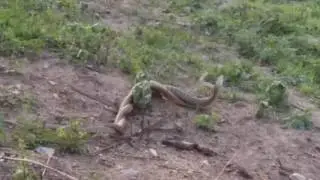 Snaks playing