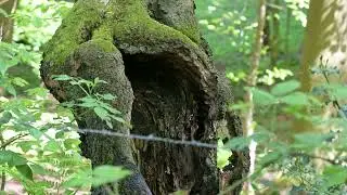 2024 04 30 Wald Ledde