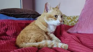 ASMR Cat Full Body Grooming