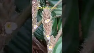 Ctenanthe Setosa
