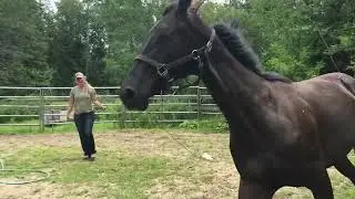Piper&rsquo;s Health KWPN-NA gelding by Special D.