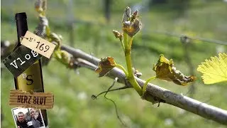 So sieht es nach dem Frost aus!!! | mit Herzblut zum Wein Vlog #169