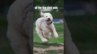 showing off with my puppy friends #doodle #labmix #dogpark