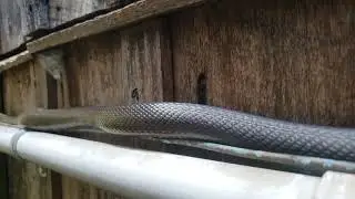 Rat Snake Encounter