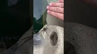 Huge dock spider!