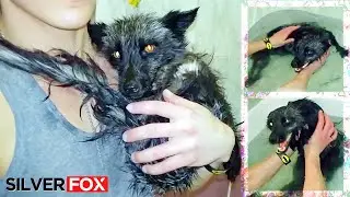 Лиса плавает в ванне. Как искупать лису чтобы ей понравилось? (НИКАК) @DenisKorza #fox #pets 🦊🛁