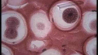 Under The Microscope, blood, sperm....