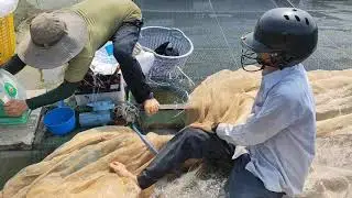 C&aacute; Tr&agrave; S&oacute;c ( c&aacute; sọc dưa ) - c&aacute;ch nu&ocirc;i v&agrave; những điều cần biết - b&egrave; c&aacute; Vĩnh Long