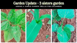 3 sisters garden update and a easy-to-make trellis for cucumbers