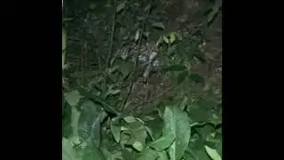 Ocelot (Leopardus pardalis) next to the road!