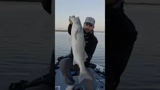 California Delta Striped Bass!