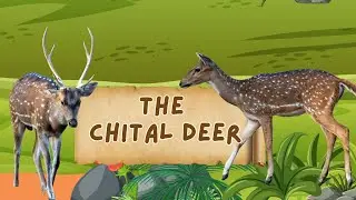 How Chital Eating Habits Change the Forest