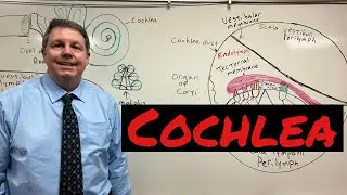 How the cochlea works
