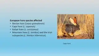 Estimating RHDV2 risk to native endangered lagomorphs in Africa and America - Brian Cooke