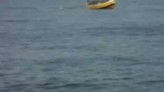Dolphins @ Tarkarli
