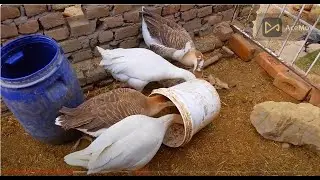 Ducks Mating l  Moring routine with pets  l  successful mating of ducks    My Village Life
