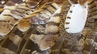 International Owl Center Live Stream